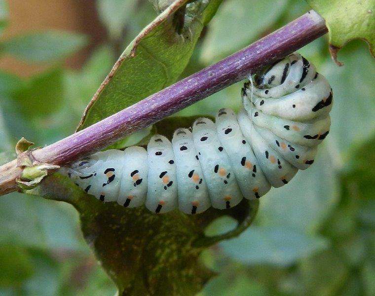 il ciclo del Papilio machaon