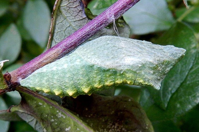 il ciclo del Papilio machaon