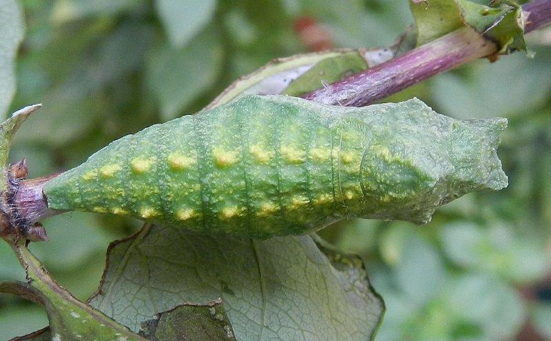 il ciclo del Papilio machaon