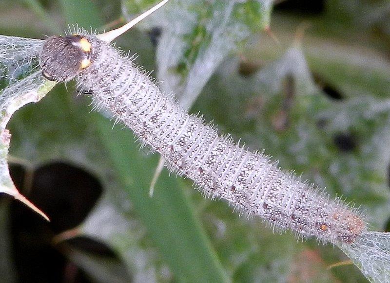 alcune larve novembrine