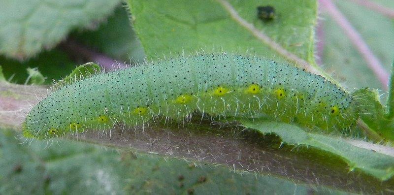 un''altra Pieris napi