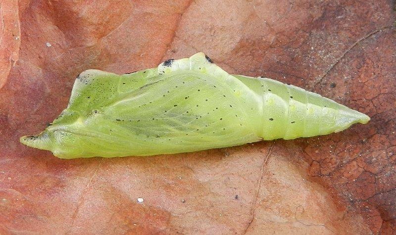 un''altra Pieris napi