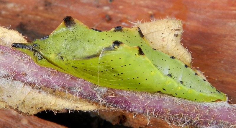 un''altra Pieris napi