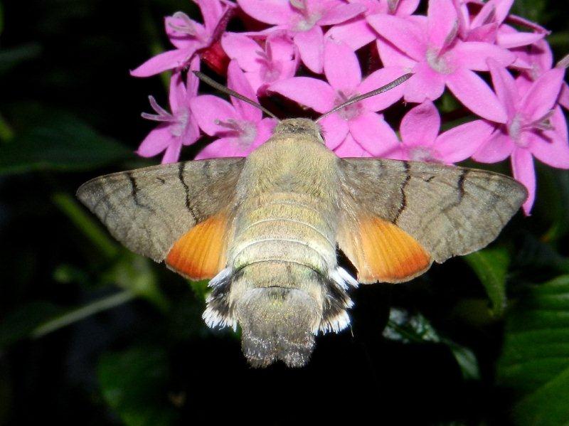 profilo di Macroglossum stellatarum