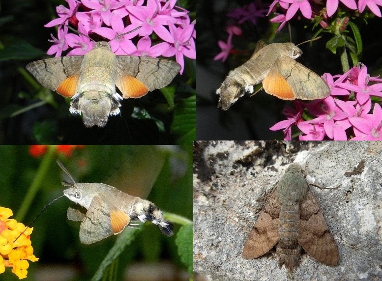 Macroglossum stellatarum