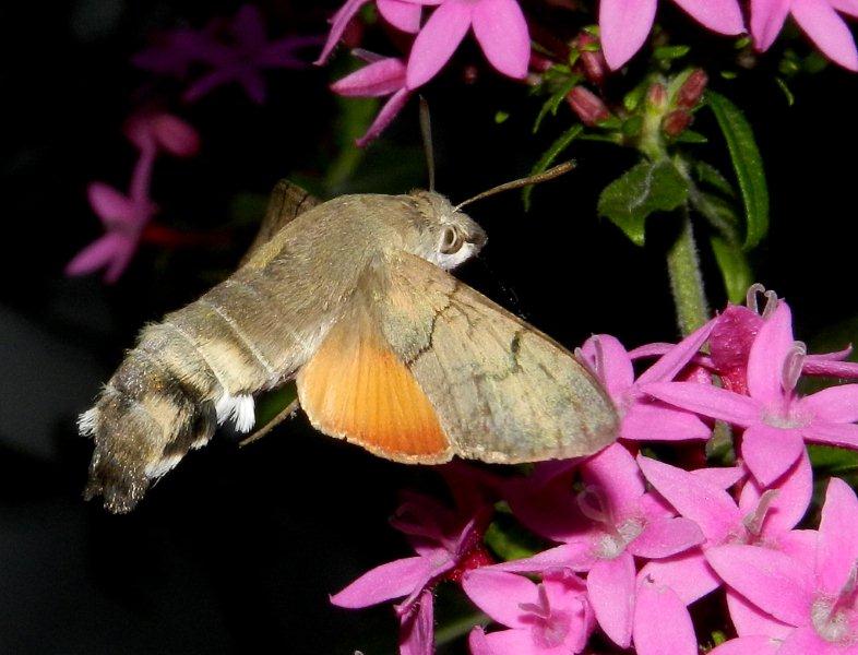 profilo di Macroglossum stellatarum