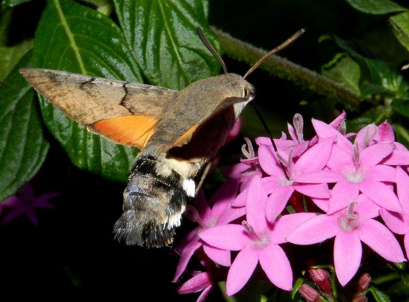 profilo di Macroglossum stellatarum