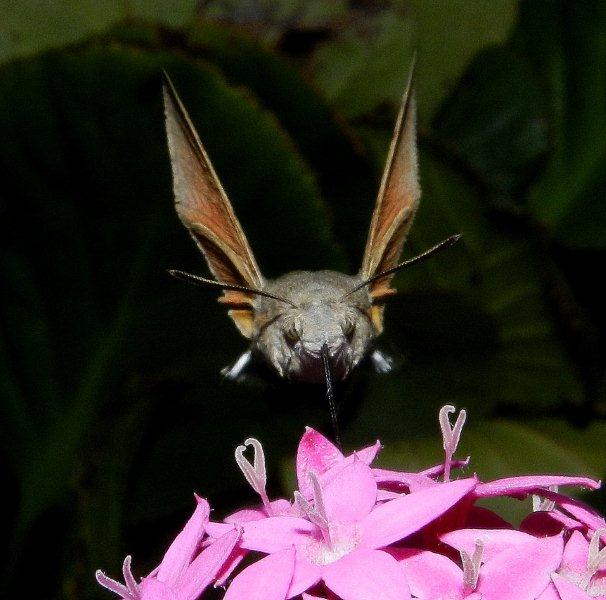profilo di Macroglossum stellatarum