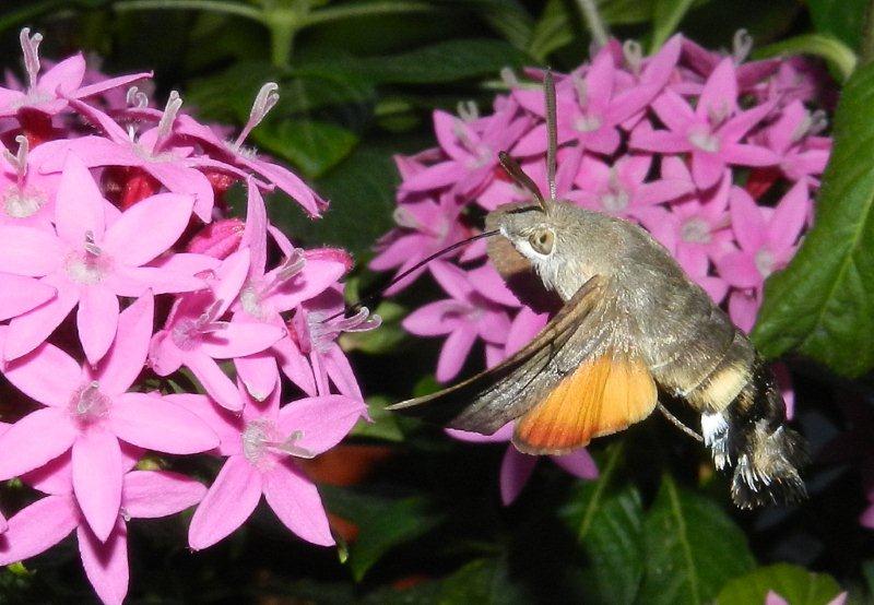 profilo di Macroglossum stellatarum