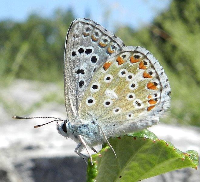 Polyommatus (Lysandra) bellargus