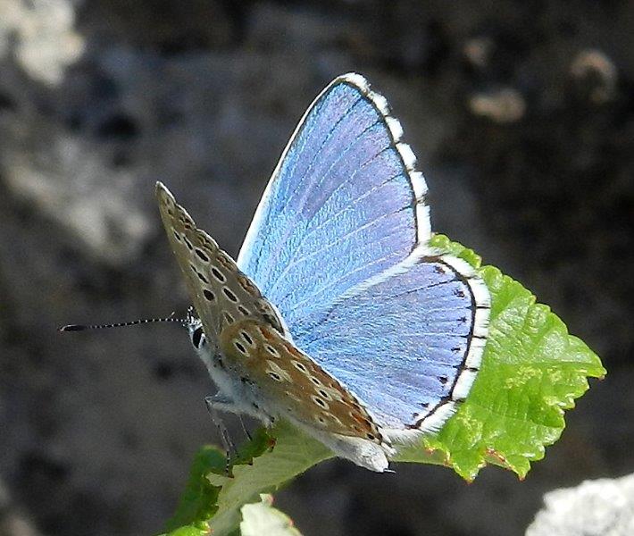 Polyommatus (Lysandra) bellargus