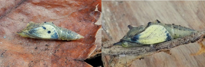 un''altra Pieris napi