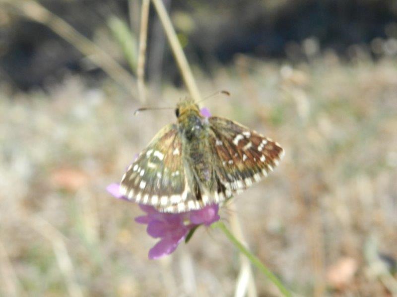 Pyrgus armoricanus?