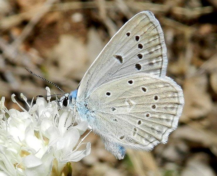 Polyommatus (Meleageria) daphnis