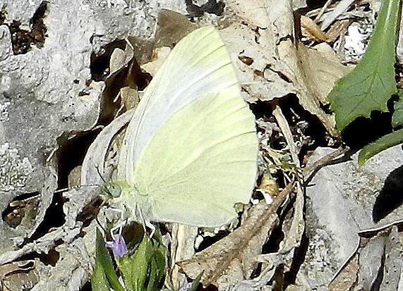 Pieris ergane? - Si