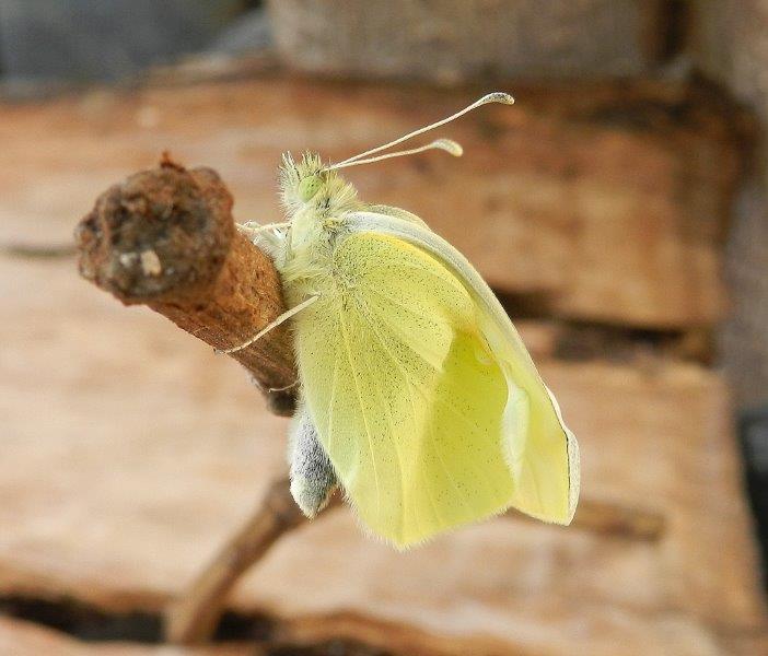 Buongiorno! - Pieris rapae