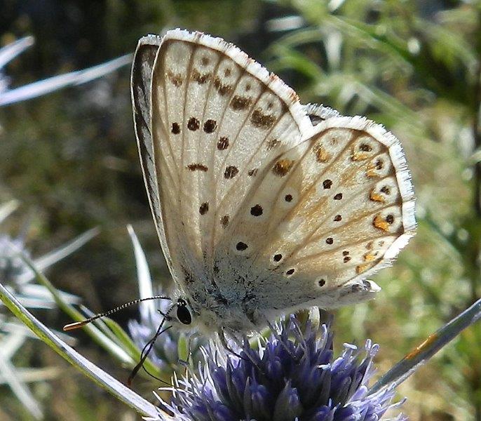 Polyommatus (Lysandra) coridon