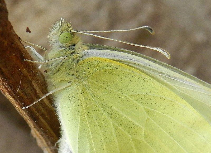 Buongiorno! - Pieris rapae