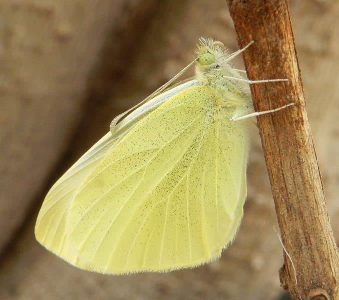Buongiorno! - Pieris rapae