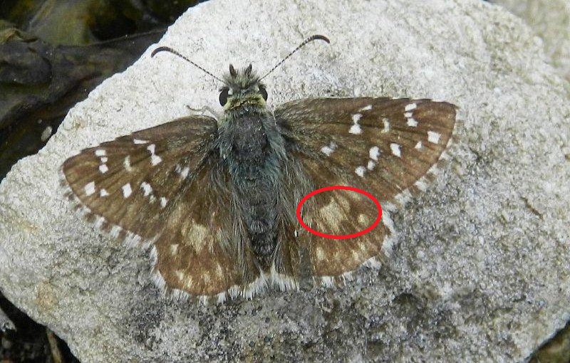 solito problema...quale Pyrgus??