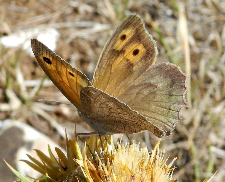 Hyponephele lupina