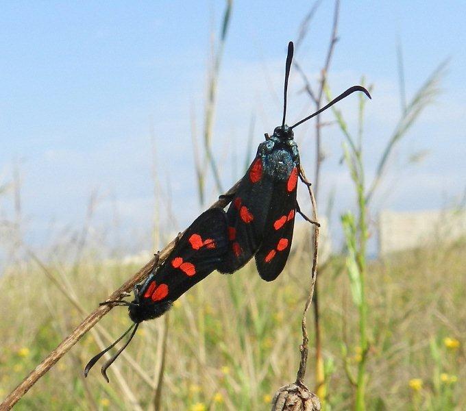 Zygaena (Zygaena) filipendulae ?