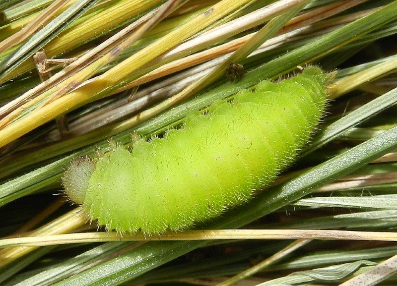 Melanargia arge (larva e crisalide)