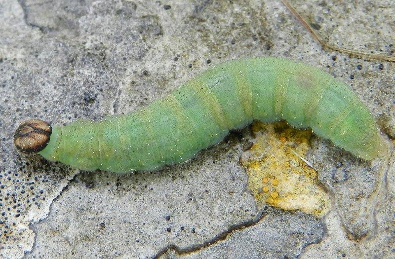 Ochlodes sylvanus - larva e pupa