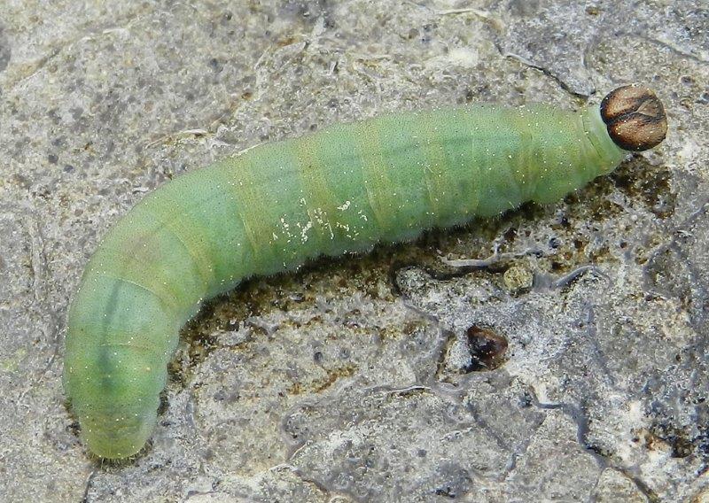 Ochlodes sylvanus - larva e pupa