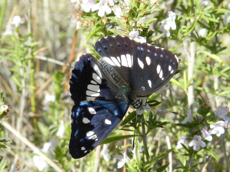 la farfalla temeraria