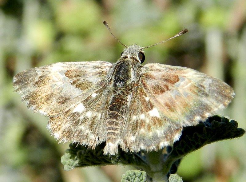 Carcharodus baeticus