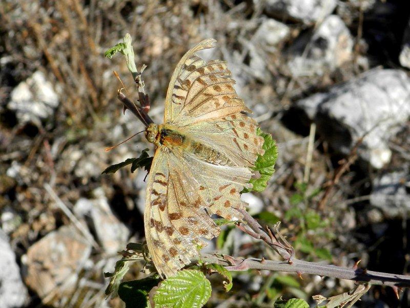 la farfalla temeraria