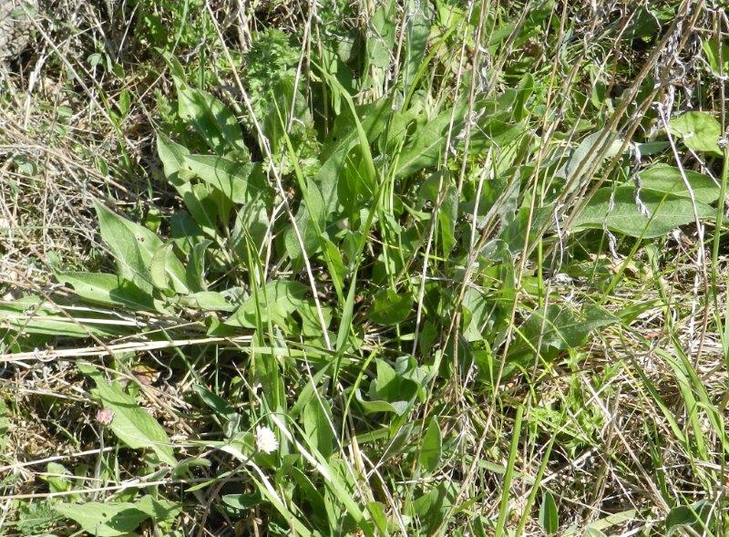 oh oh...testa rossa, zampe... - Melitaea ornata