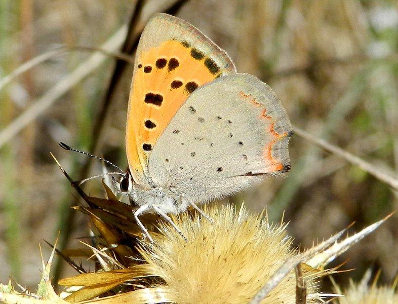 la farfalla temeraria