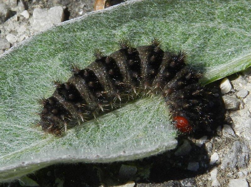 oh oh...testa rossa, zampe... - Melitaea ornata