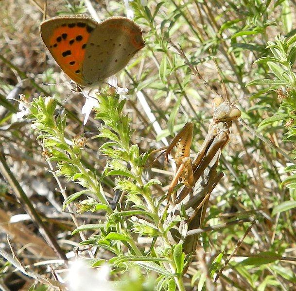 la farfalla temeraria