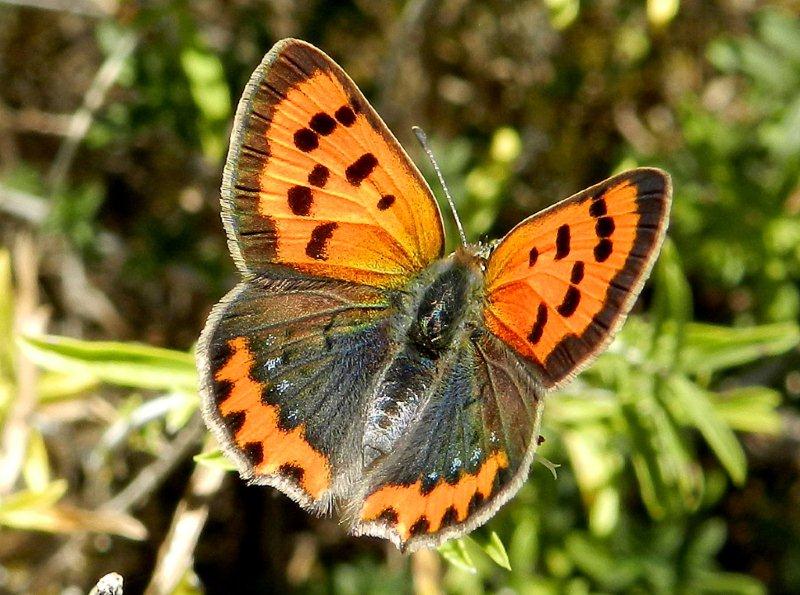 la farfalla temeraria