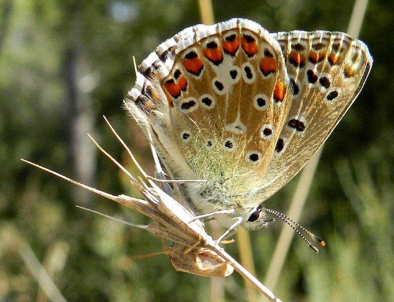 la farfalla temeraria