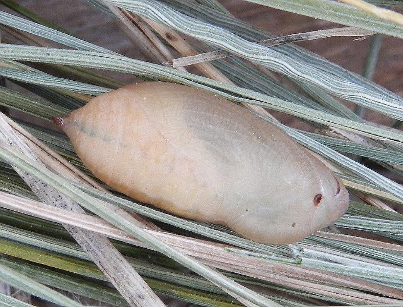 Melanargia arge (larva e crisalide)