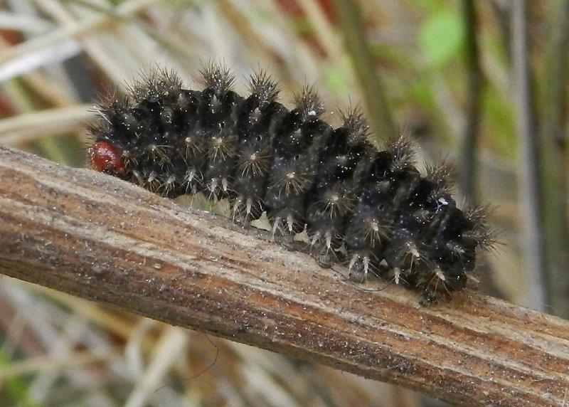 oh oh...testa rossa, zampe... - Melitaea ornata