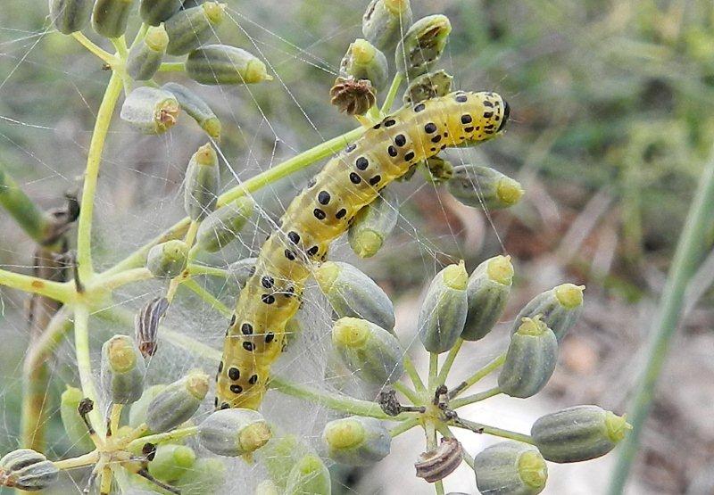 Yponomeuta ? - No, Sitochroa palealis, Crambidae