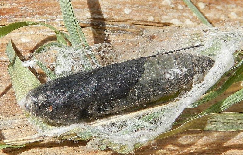 Ochlodes sylvanus - larva e pupa