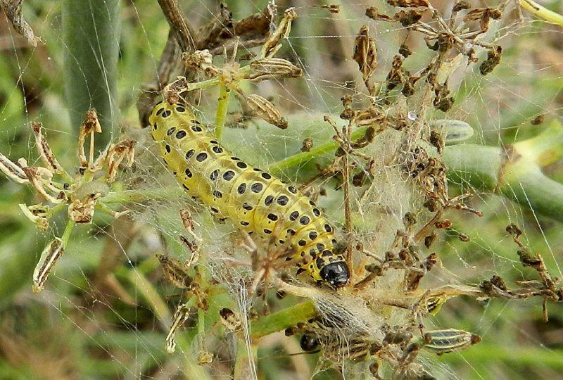 Yponomeuta ? - No, Sitochroa palealis, Crambidae