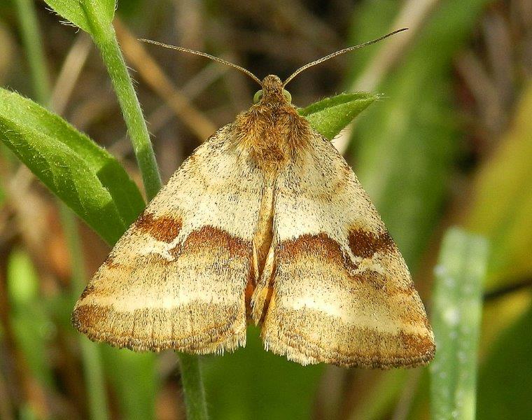 una falena da ID - Synthymia fixa