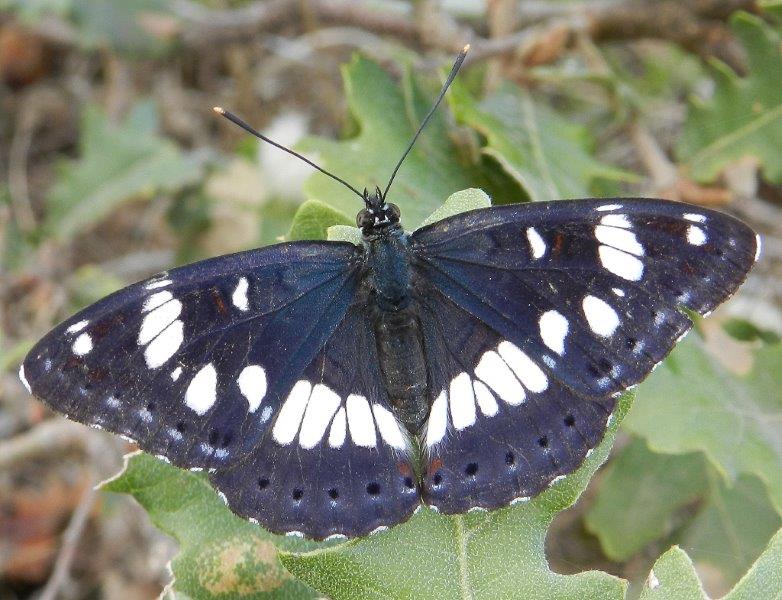 Conferma Limenitis reducta