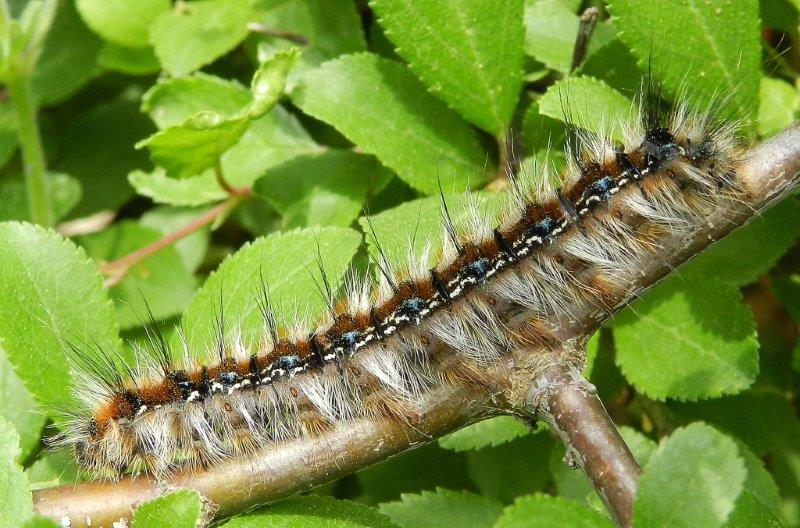 Eriogaster (Eriogaster) catax