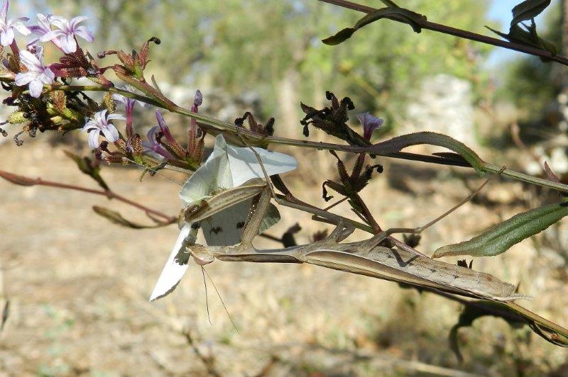 Predatori di farfalle