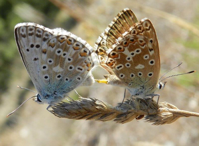 Polyommatus coridon