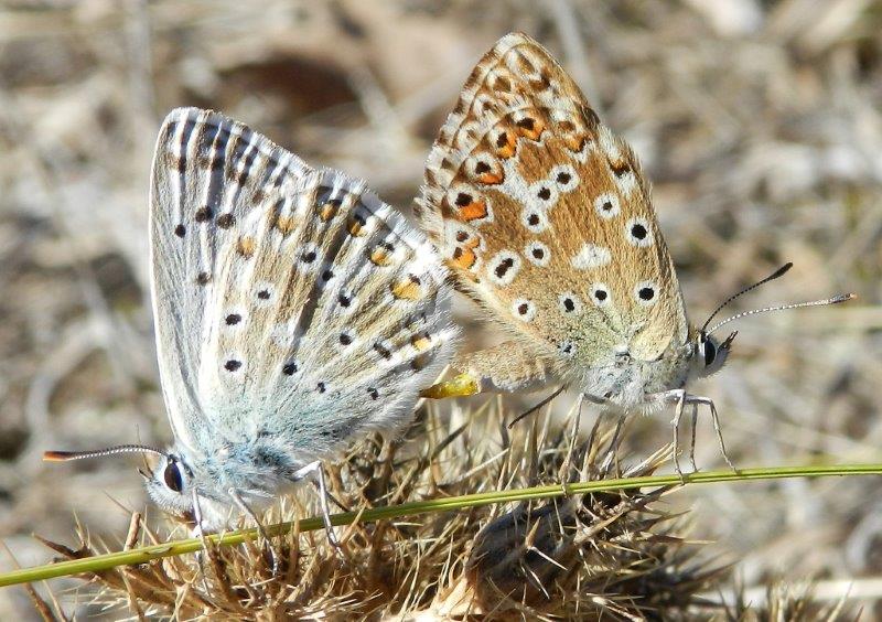 Polyommatus coridon