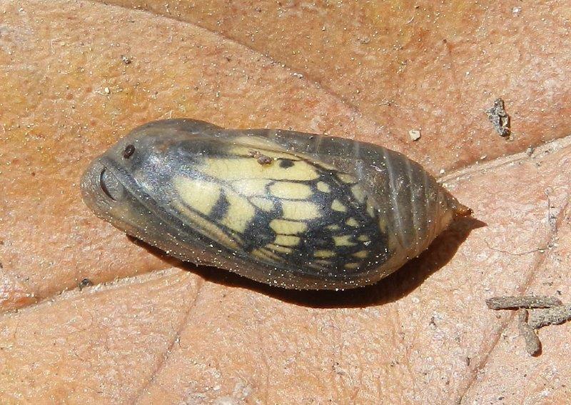 Melanargia arge (larva e crisalide)